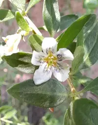 Lycium ciliatum