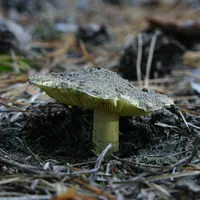 Yellow Knight (Tricholoma equestre) plant