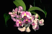Native Wisteria