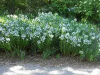 fringed bluestar