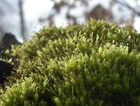 aulacomnium moss