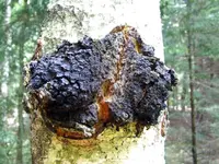 chaga Identification Guide