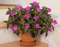 Ruellia makoyana