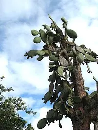elephantear pricklypear (Opuntia tuna) plant