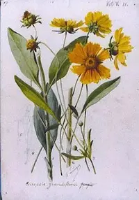 Large-flowered tickseed