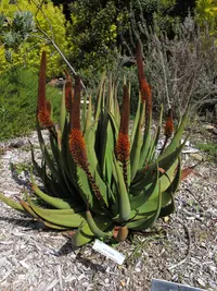 Cat's Tail Aloe (Aloe castanea) plant