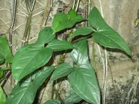 arrowhead vine (Syngonium macrophyllum) plant
