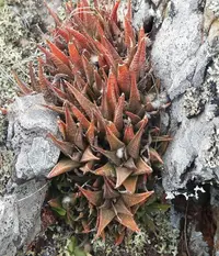 Breede Haworthia