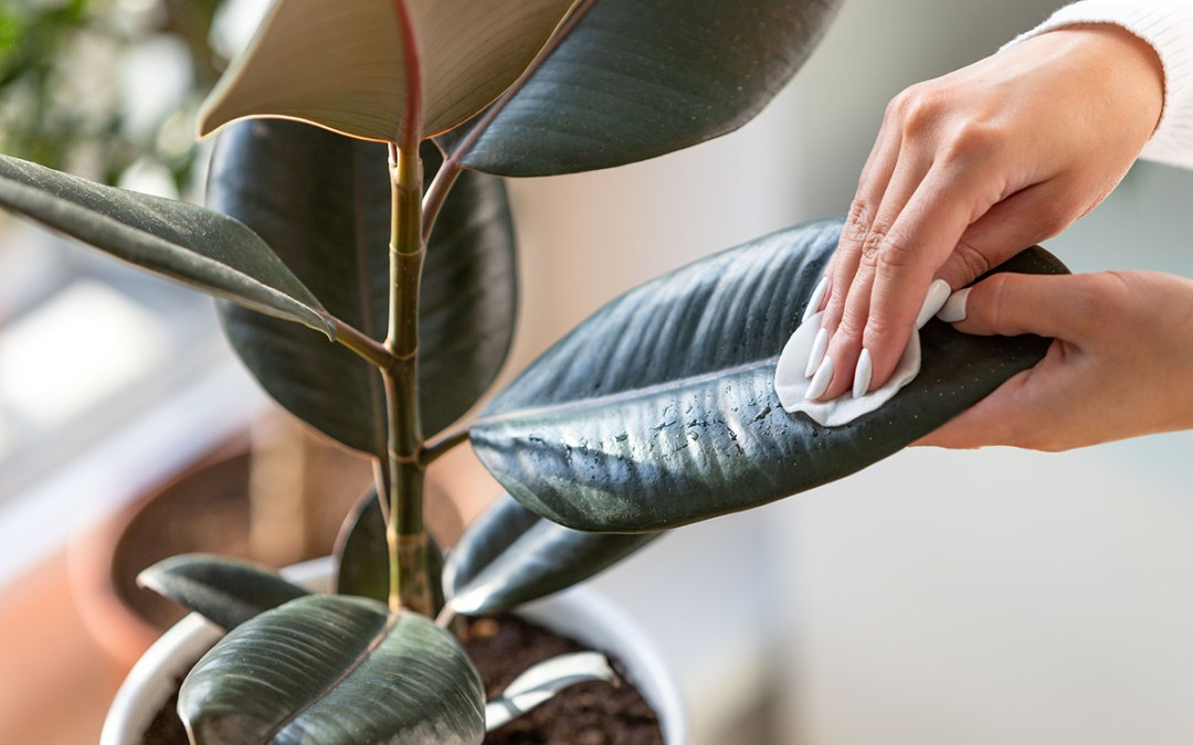Plant Leaves