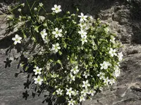 Moehringia lebrunii (Moehringia lebrunii) plant
