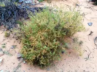Kraalbush (Aizoon africanum) plant