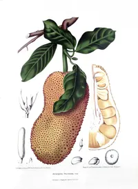 chempedak