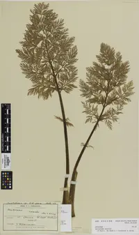 Haast's Carrot (Anisotome haastii) plant