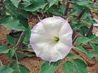 Datura wrightii plant
