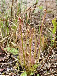 threadleaf sundew