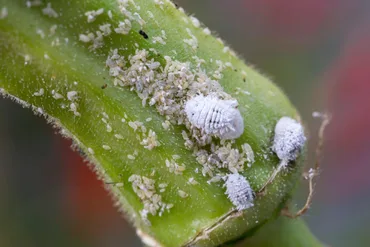 Mealybugs