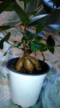 Ficus microcarpa 'Ginseng'