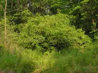 silky dogwood (Cornus amomum) plant