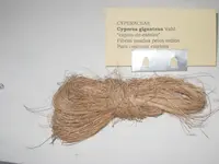 giant flatsedge