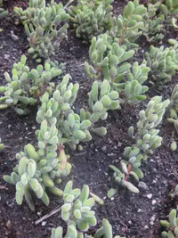 Crassula rogersii