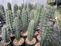 Stenocereus chacalapensis (Stenocereus chacalapensis) plant