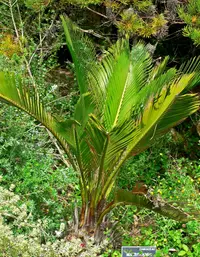 Zamia Palm (Macrozamia riedlei) plant