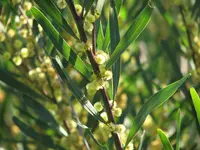 Hop wattle (Acacia stricta) plant
