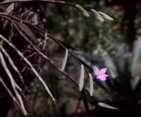 Dimerandra emarginata