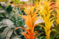 Canna plant