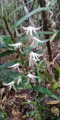 Dendrobium fractiflexum