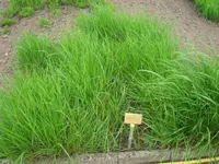 spear grass