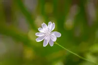 rose rush (Lygodesmia aphylla) plant