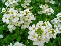 Garden Arabis