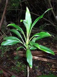 palm lily