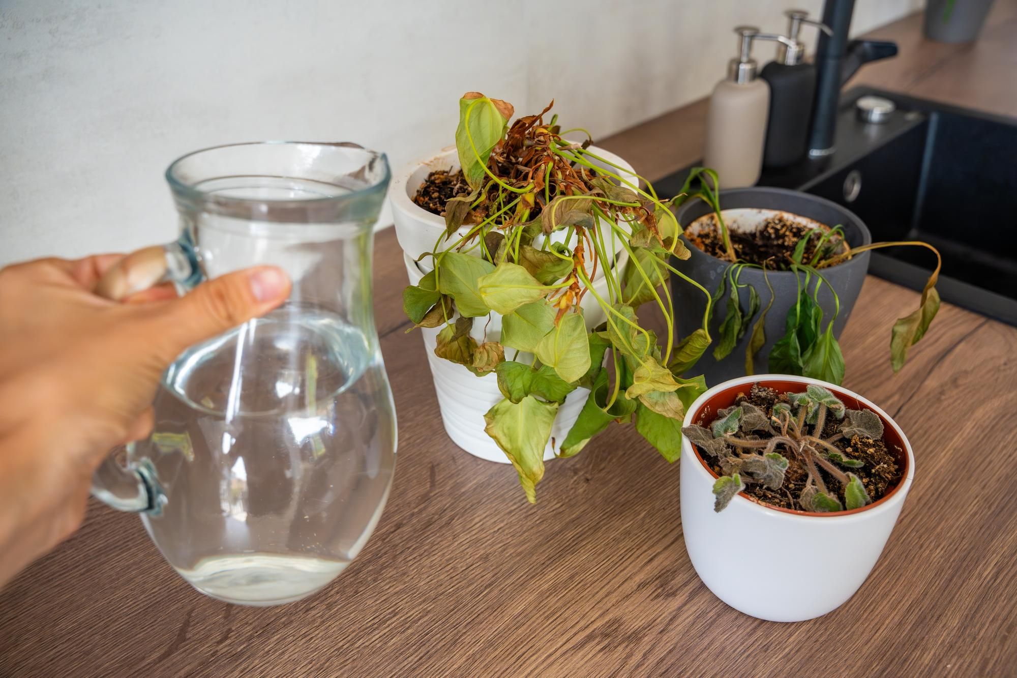 Signs Your Indoor Plant Needs Water
