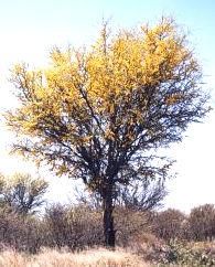 chañar
