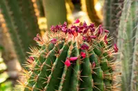 Pachycereus pringlei plant
