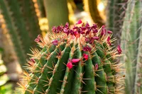 Pachycereus pringlei plant