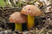 Gilded Bolete