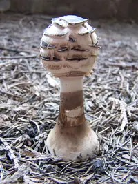 Shaggy Parasol