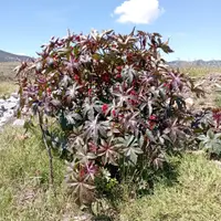 castor oil plant