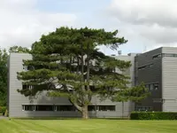 Austrian pine (Pinus nigra) plant