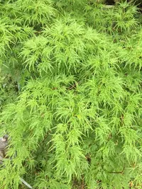 Cutleaf Japanese Maple (Acer palmatum 'Seiryu') plant