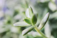 Karkai (Crassula tetragona) plant