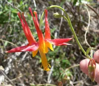Desert Columbine