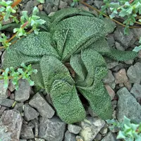 Shiny Oxtongue
