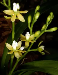 Prosthechea ochracea (Prosthechea ochracea) plant