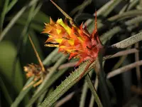Acanthostachys strobilacea (Acanthostachys strobilacea) plant