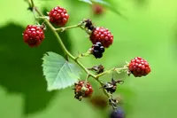 loganberry (Rubus × loganobaccus) plant