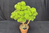 Aeonium arboreum in the pot